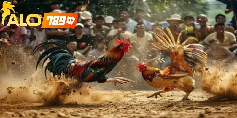 Đá Gà Trực Tiếp C1 Tại Alo789 – Trải Nghiệm Thực Tế Đỉnh Cao